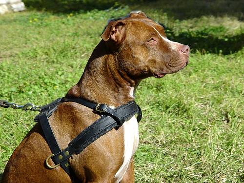Adjustable Tracking Pulling Leather Dog Harness Pitbull