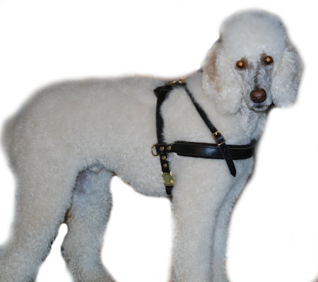 Adjustable Poodle Dog Harness-Leather Dog Harness for Poodle-Best Harness