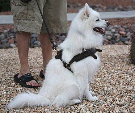 Adjustable Small leather dog harness for American Eskimo