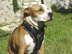 amstaff leather dog harness add handle