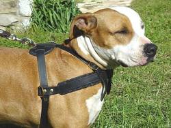 Adjustable Tracking/Pulling Leather Dog Harness for Amstaff
