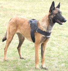 Adjustable Nylon multi-purpose dog harness for tracking / pulling