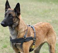 Adjustable Tracking/Pulling Leather Dog Harness-Malinois harness