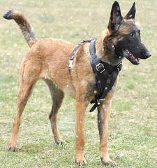 leather dog harness for belgian malinois