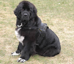 Adjustable Nylon dog harness with handle for newfoundland 