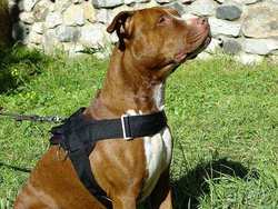 Adjustable Nylon multi-purpose dog harness for tracking / pulling