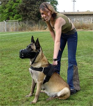 dog training Adjustable Nylon dog harness