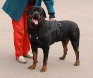 Adjustable Nylon multi-purpose dog harness for Pulling/Tracking Rottweiler