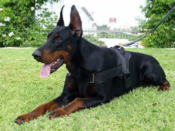 Adjustable Nylon dog harness for doberman