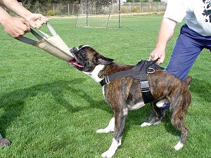 Adjustable Nylon dog harness with handle for dog training 