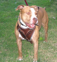 pitbull dog harness pit bull dog breed