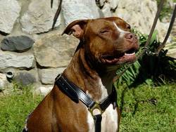 pit bull harness leather dog harness