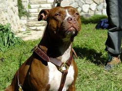 American pitbull Terrier dog harness