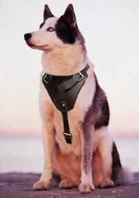 Siberian husky dog harness for tracking ,walking,training