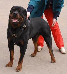 rottweiler dog harness with handle