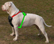leather dog harness
