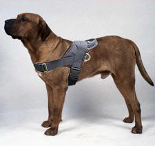 Tosa inu nylon dog harness/Japanese Mastiff nylon dog harness