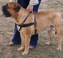 dog harness for bullmastiff breed