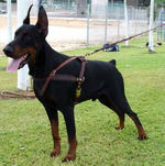 Adjustable Tracking/Pulling Leather Dog Harness- Doberman harness