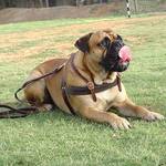 Pulling dog harness for bullmastiff