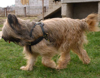 Tracking dog harness for briard