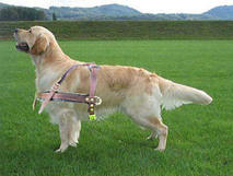 Tracking, pulling dog harness for Golden Retriever click here