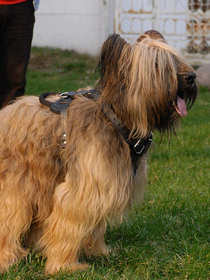 Briard leather dog harness for dog training