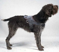 Wirehaired Pointing Griffon Nylon dog harness 