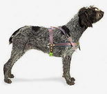tracking leather dog harness for Wirehaired Pointing Griffon 