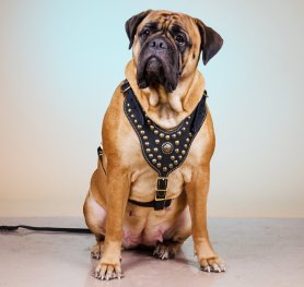 Royal Design Dog Harness